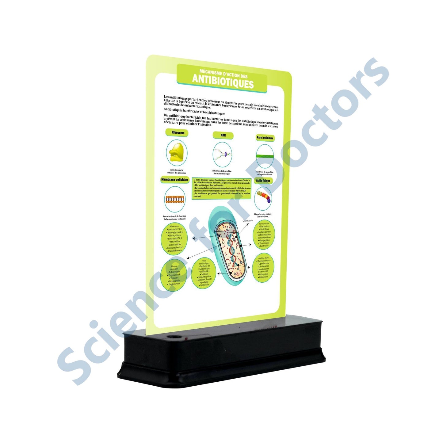 Antibiotics: 1 slide on stand