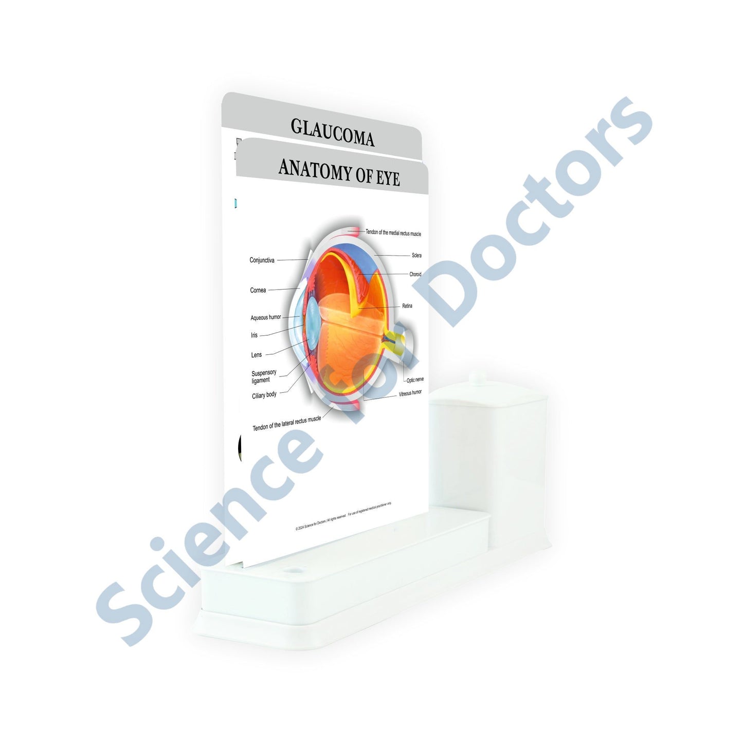 2 Slides Write & Wipe with Stationary Stand - Anatomy of Eye