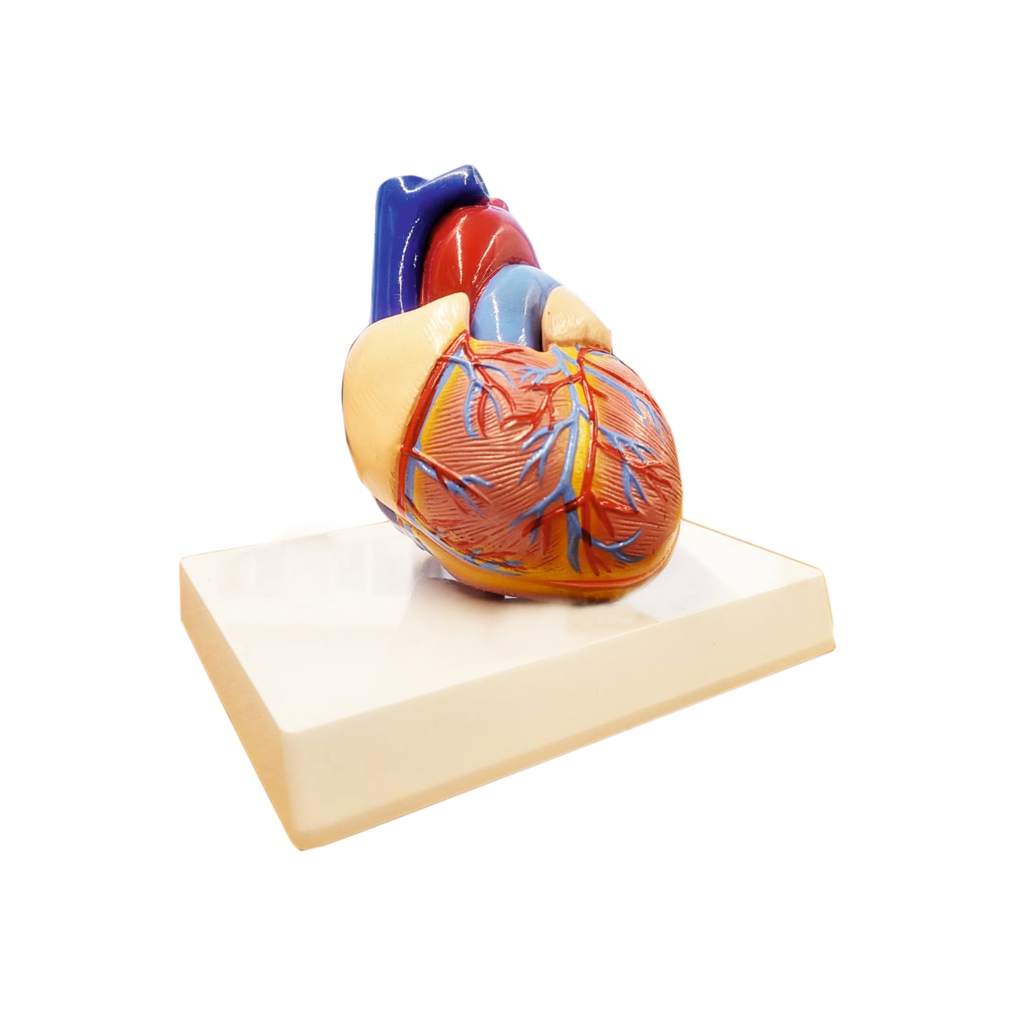 Heart: 3D Anatomical Models_1