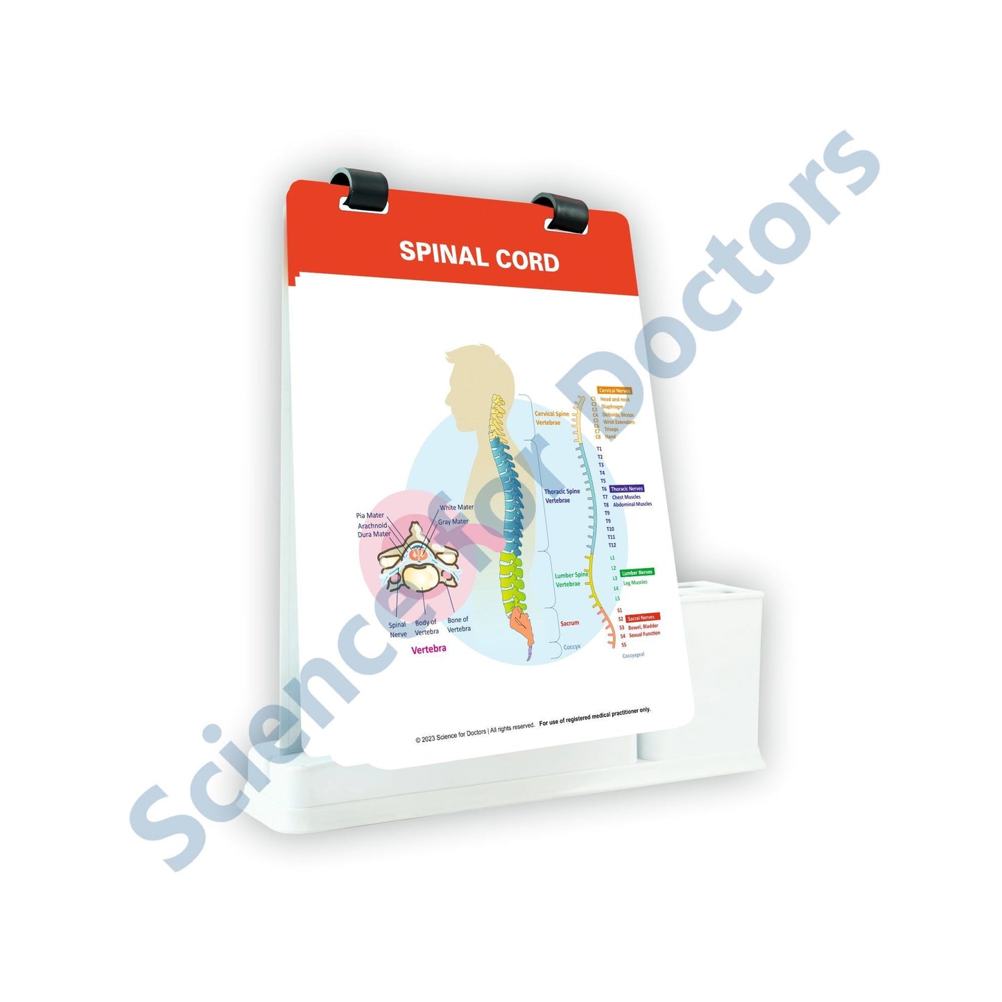 Spinal Cord: A4 Flip Wipe With Stationary Stand