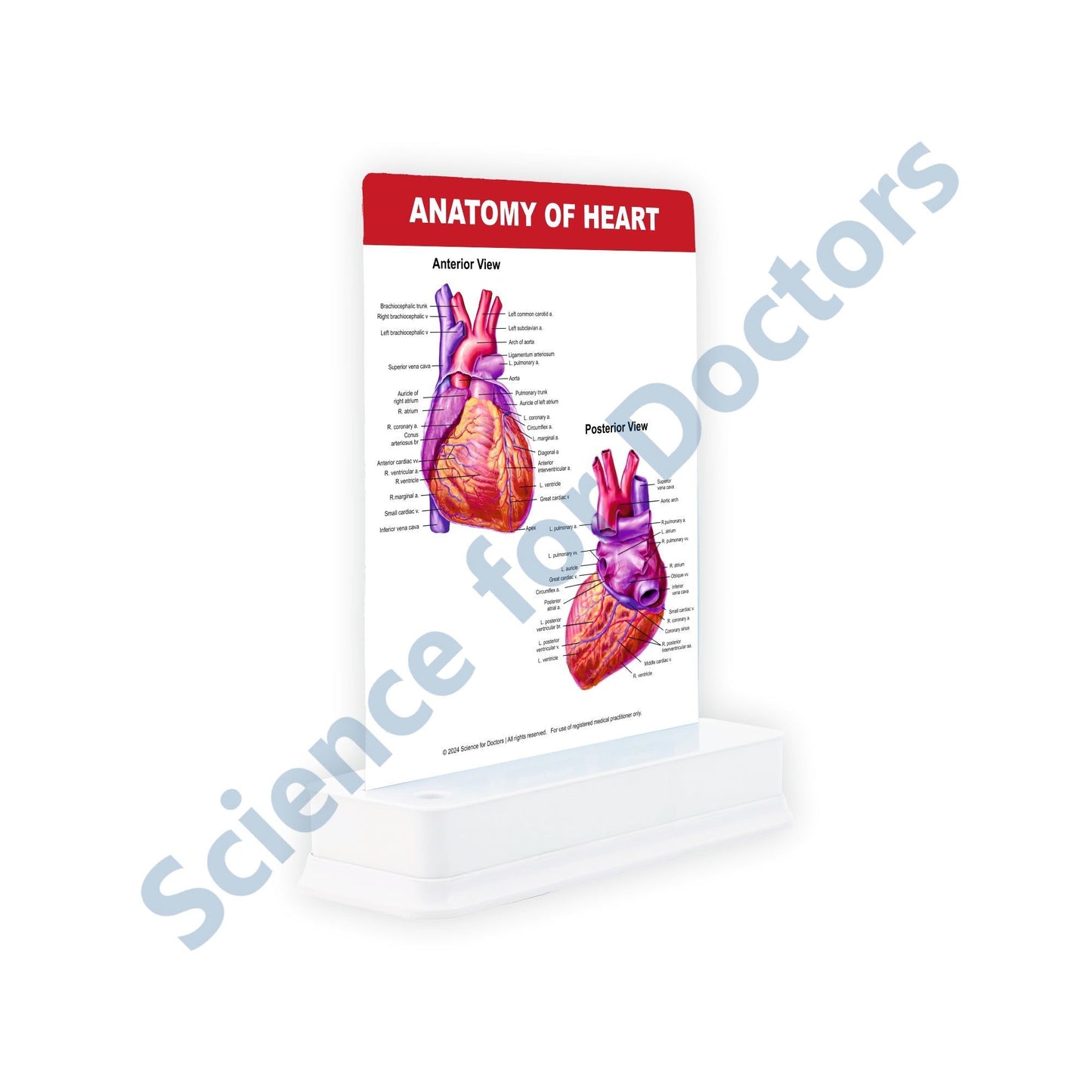 Anatomy of Heart: 1 Slide on stand