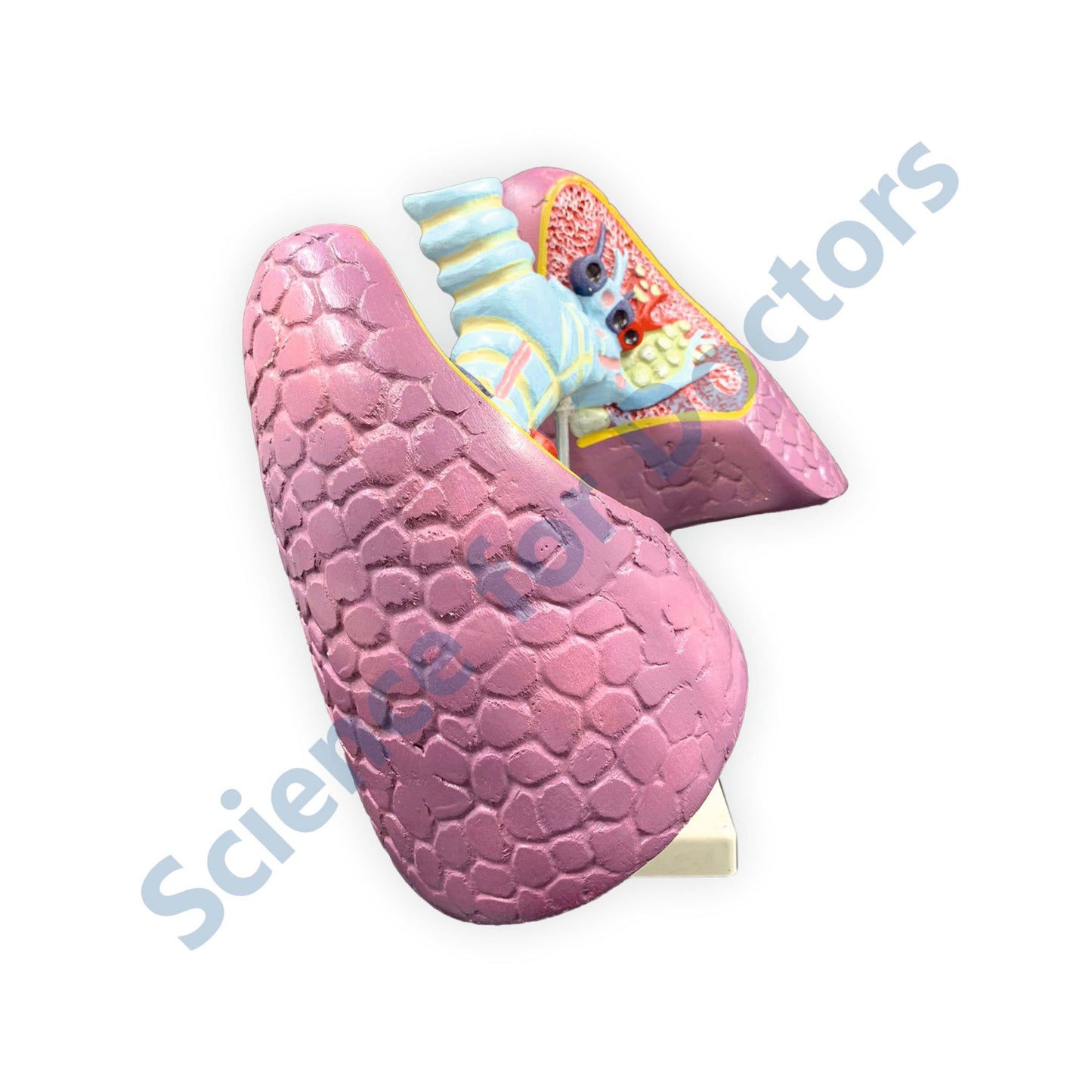 Human Lungs: 3D Anatomical Models