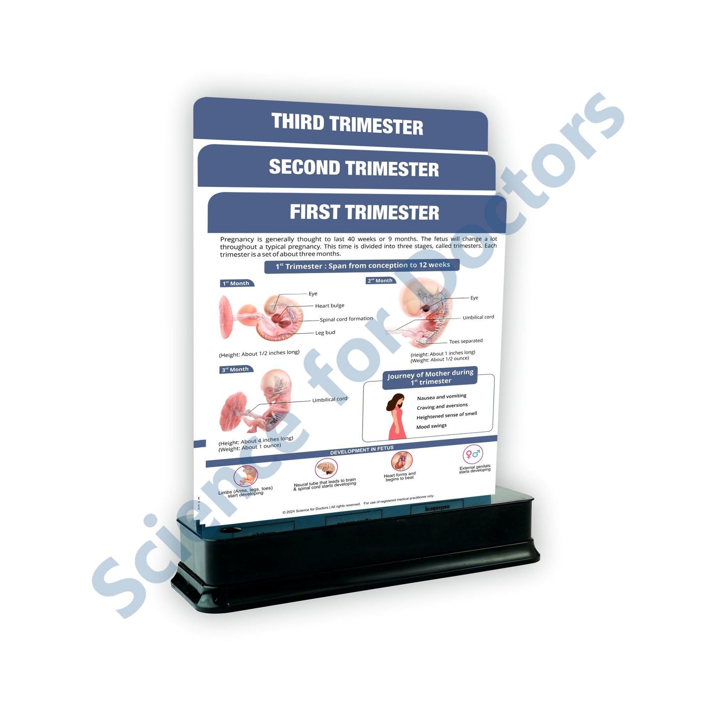 Trimester: 3 slide on stand