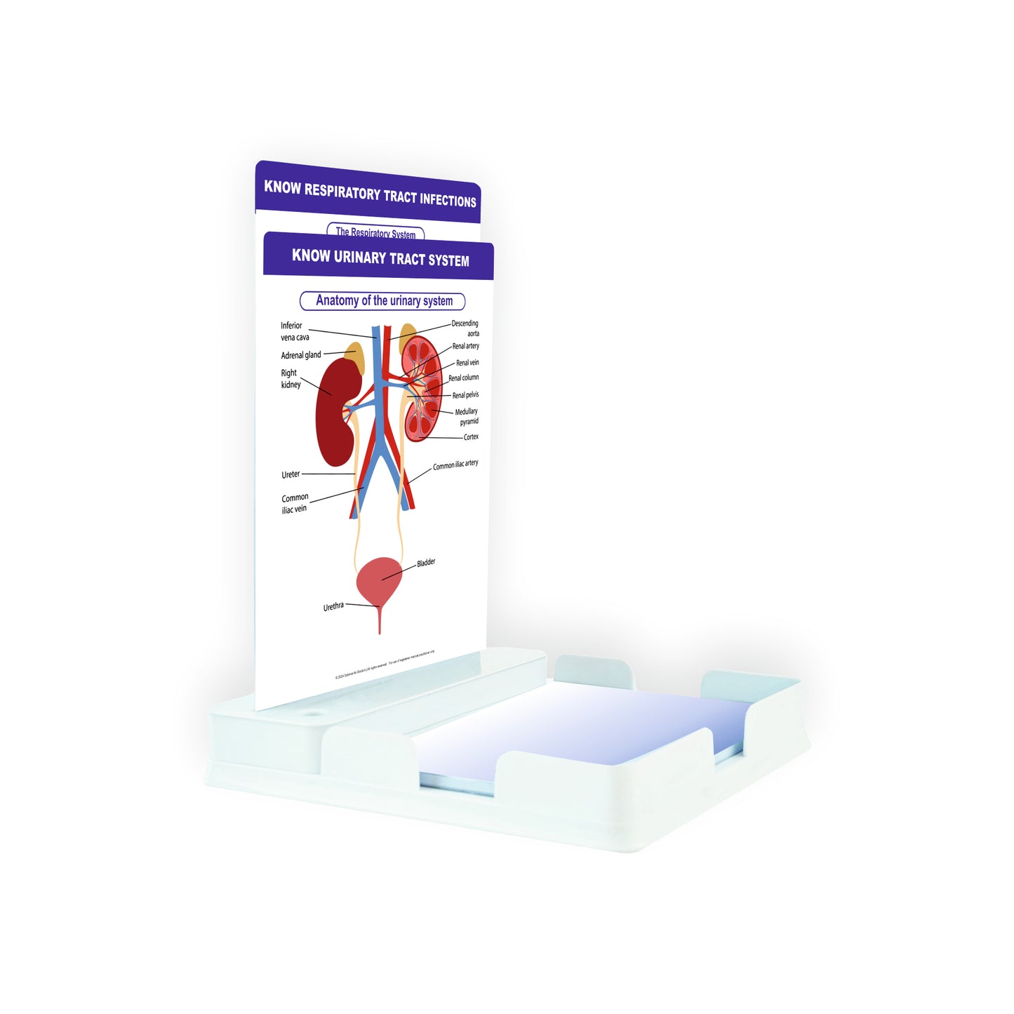 Know Urinary System: 2 Slides With Tray