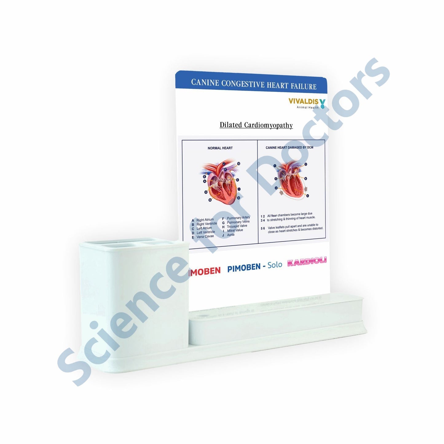 Canine Congestive Heart Failure: 1 Slides Write & Wipe with Stationary Stand