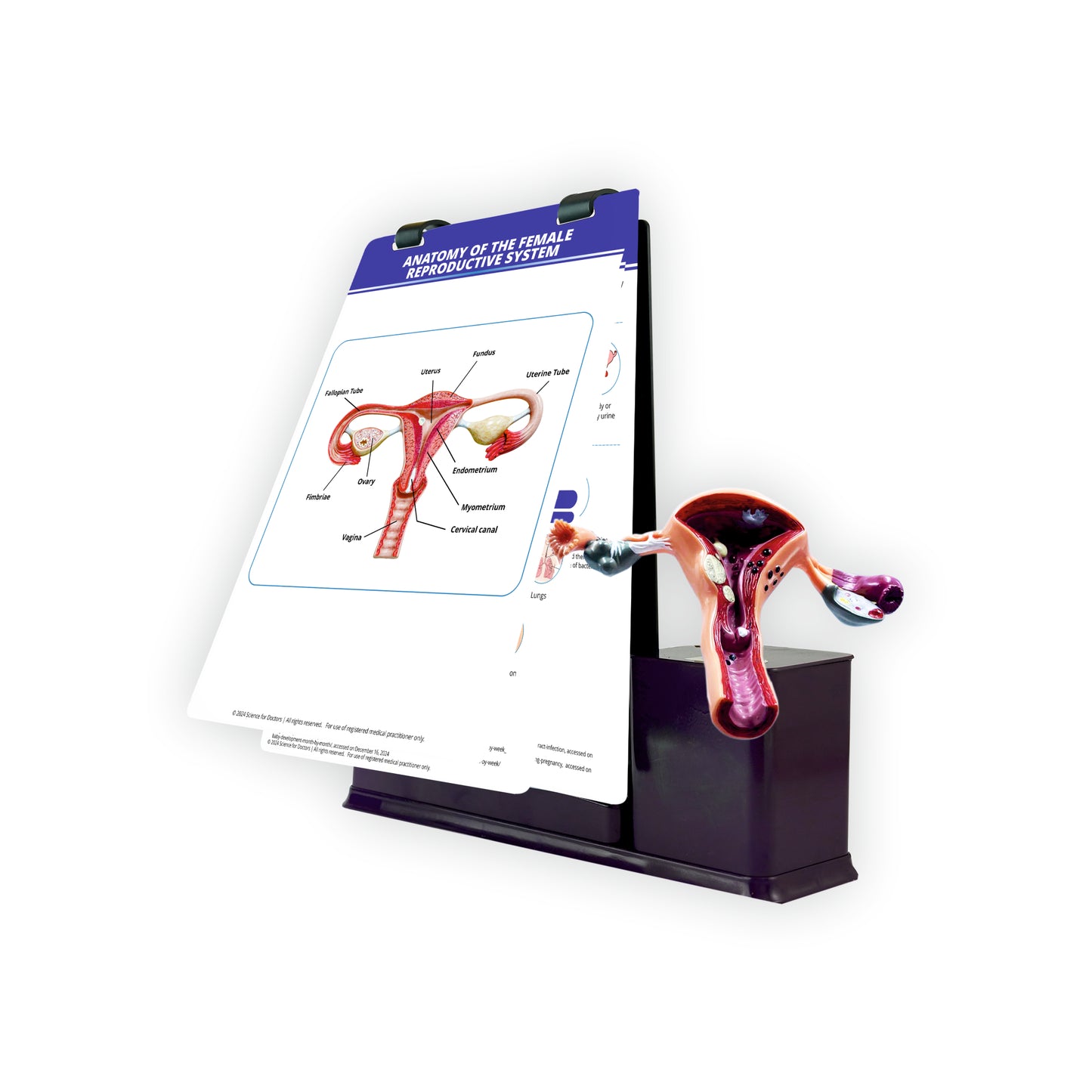 Anatomy of the Female Reproductive System: A4 Flip Wipe with Anatomical Model
