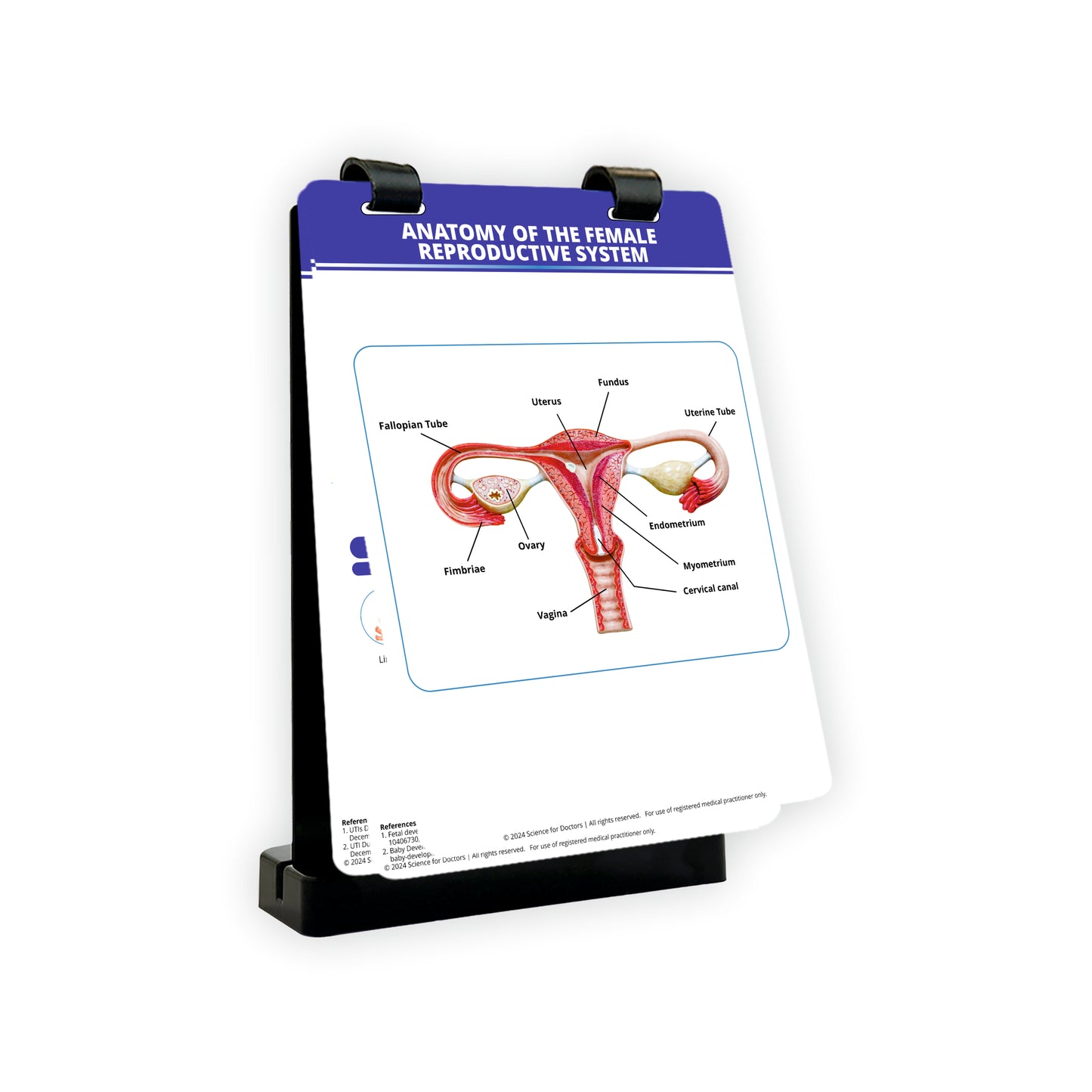 Anatomy of The Female Reproductive System_1: A4 Flip Wipe
