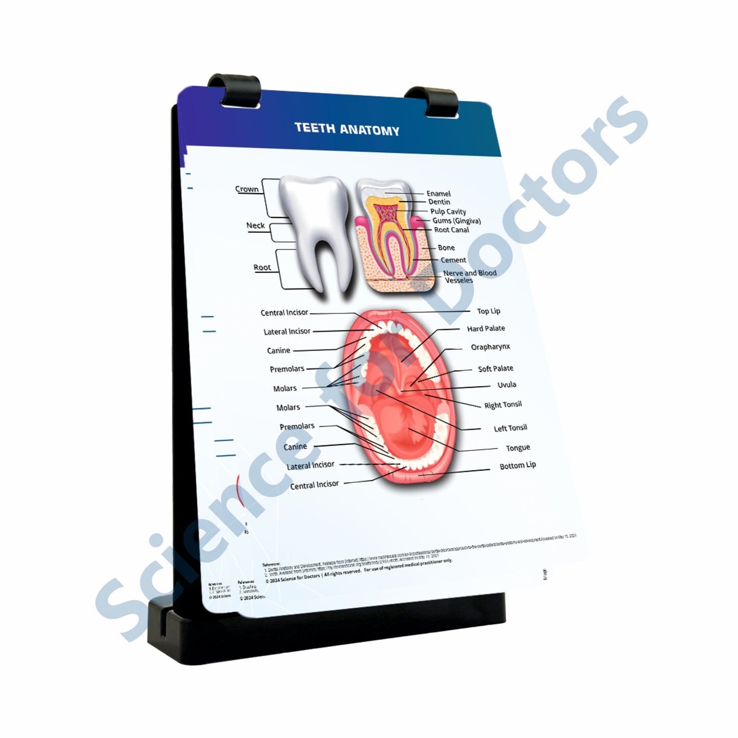 Teeth Anatomy: A4 Flip Wipe with 3D Therapy Board