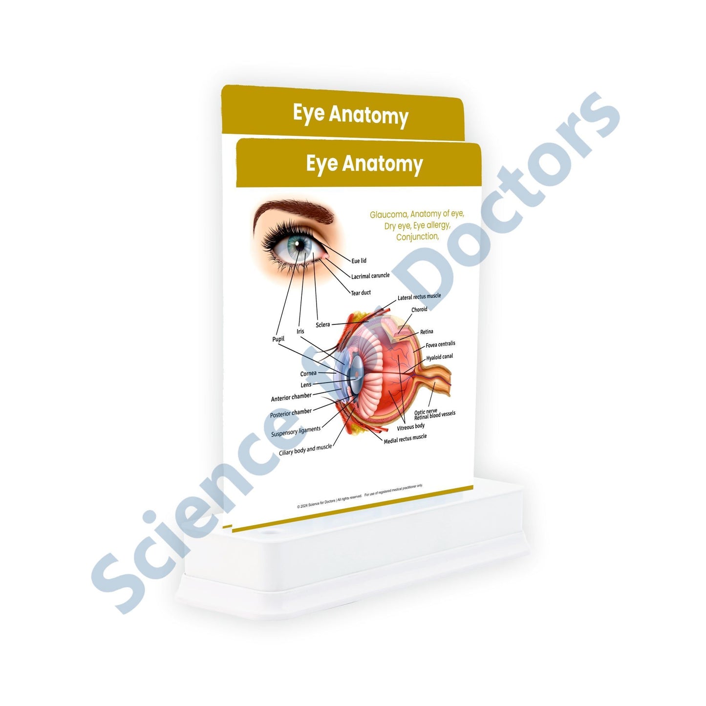Eye Anatomy - 2 Slides With Stand