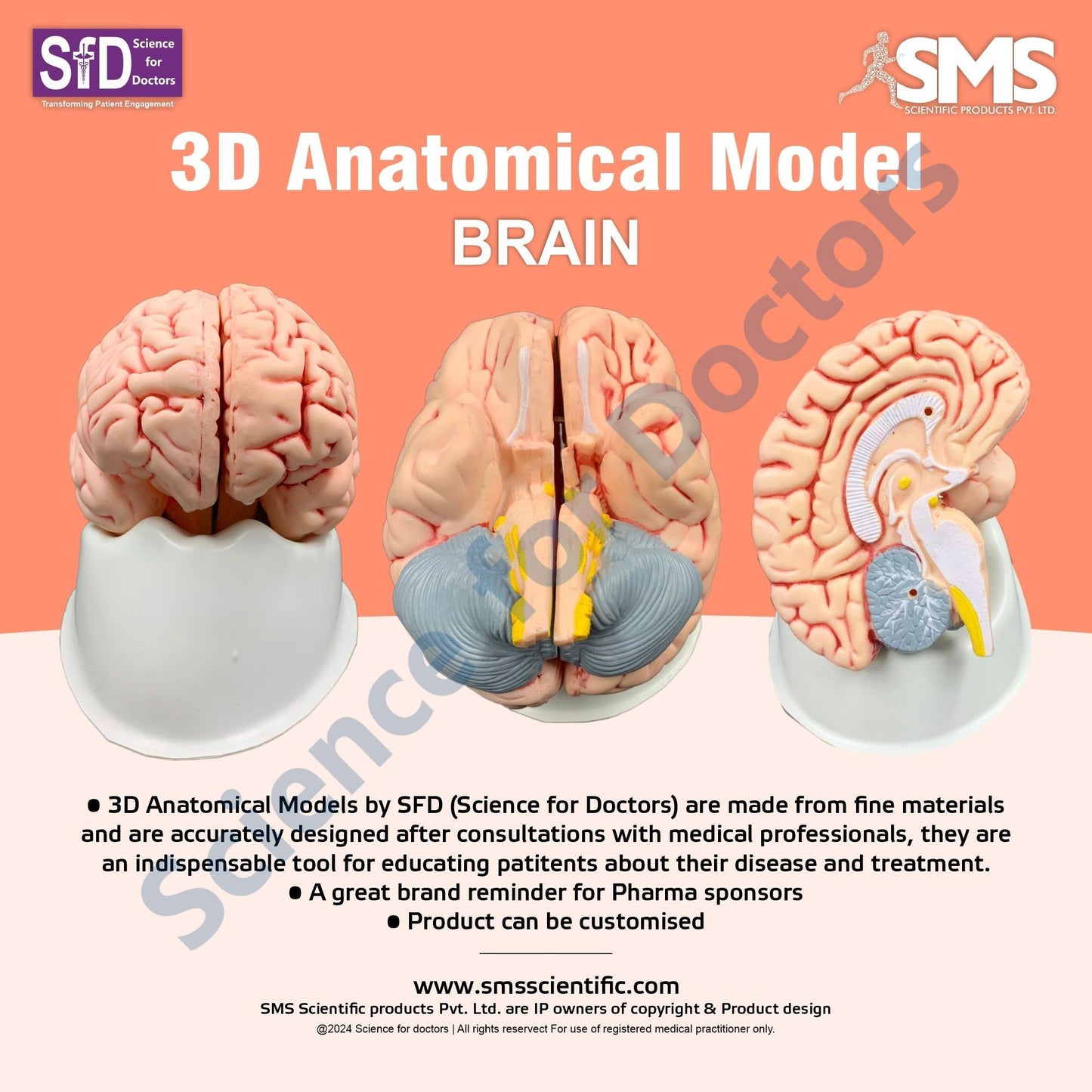 Brain: 3D Anatomical Models