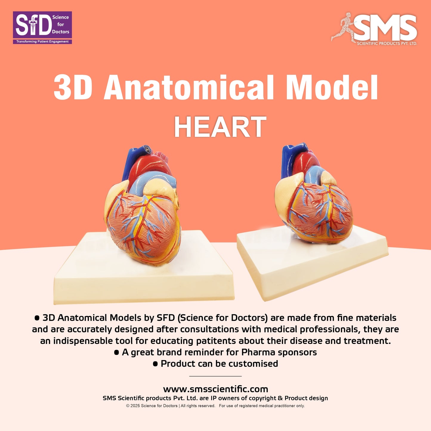 Heart: 3D Anatomical Models_1