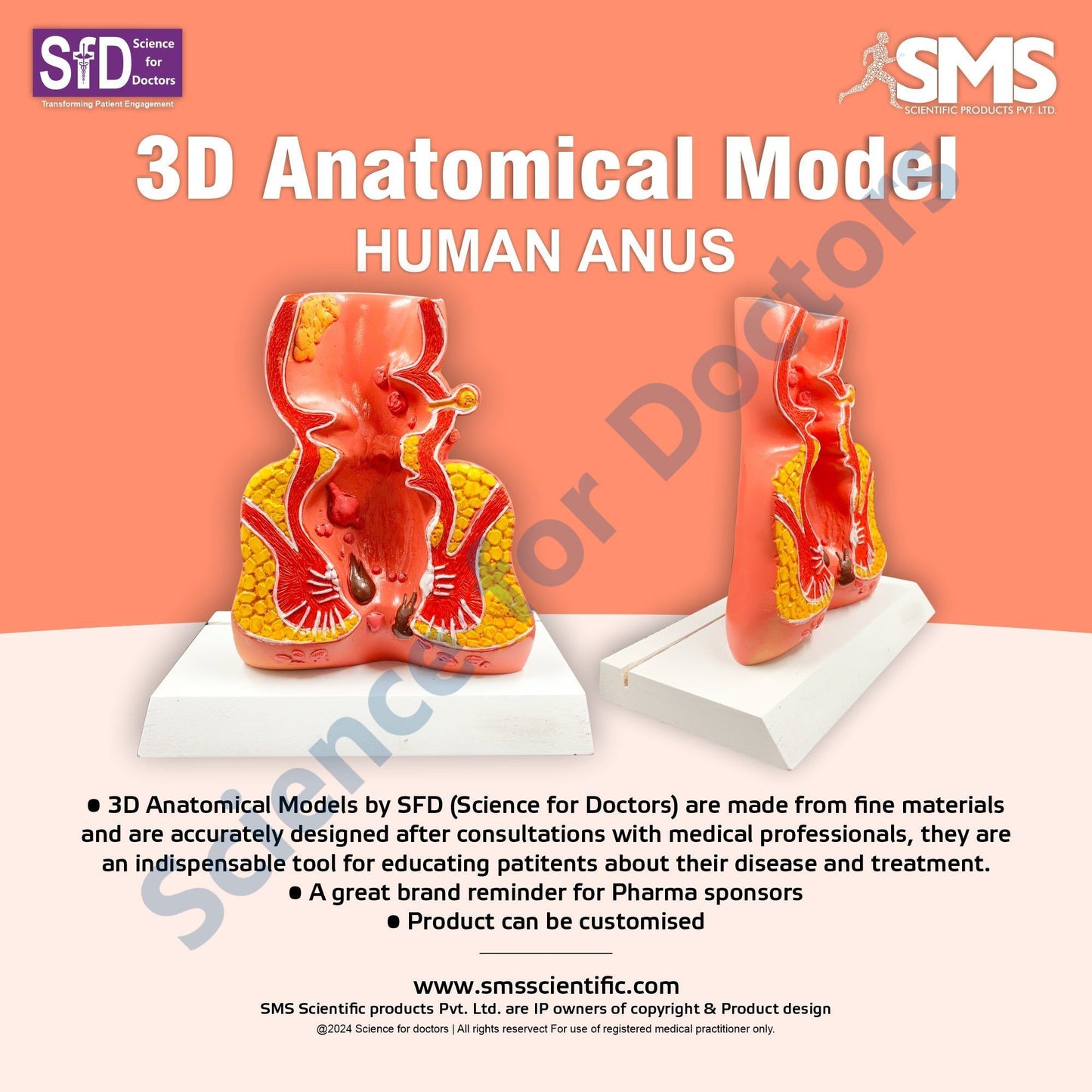 Anus: 3D Anatomical Models