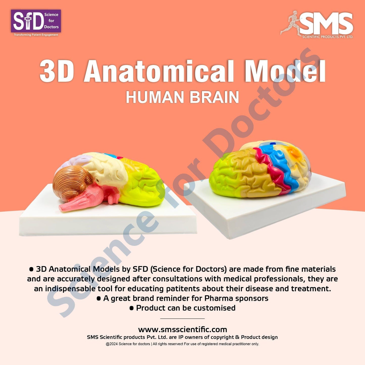 Human Brain: 3D Anatomical Models