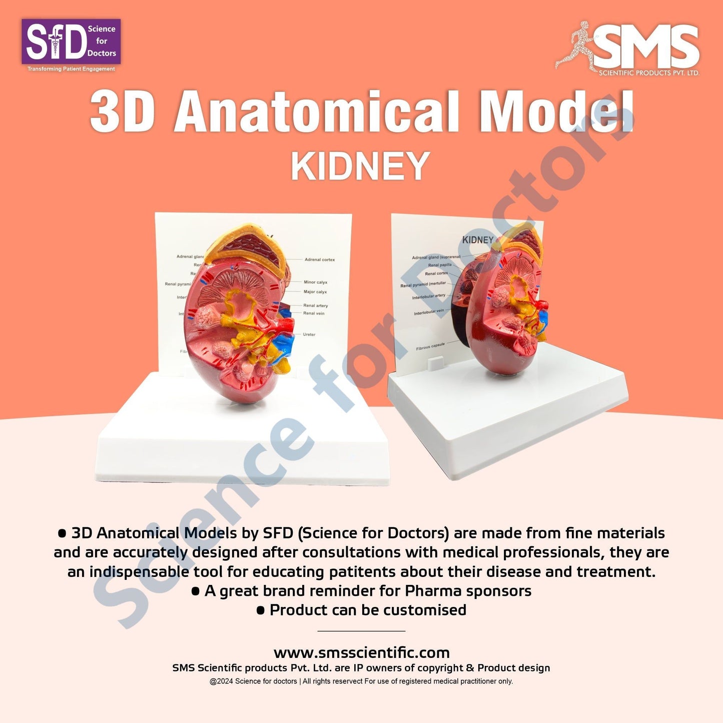 Kidney: 3D Anatomical Models