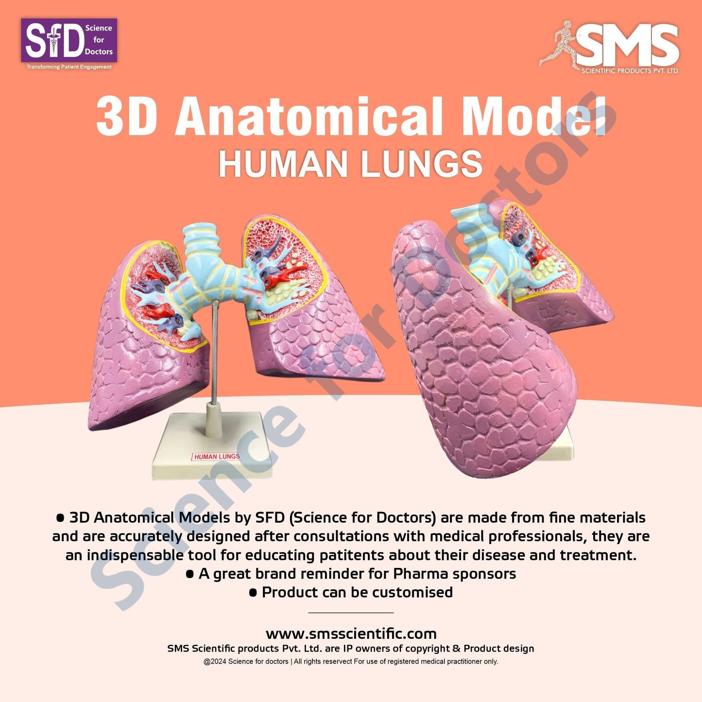 Human Lungs: 3D Anatomical Models