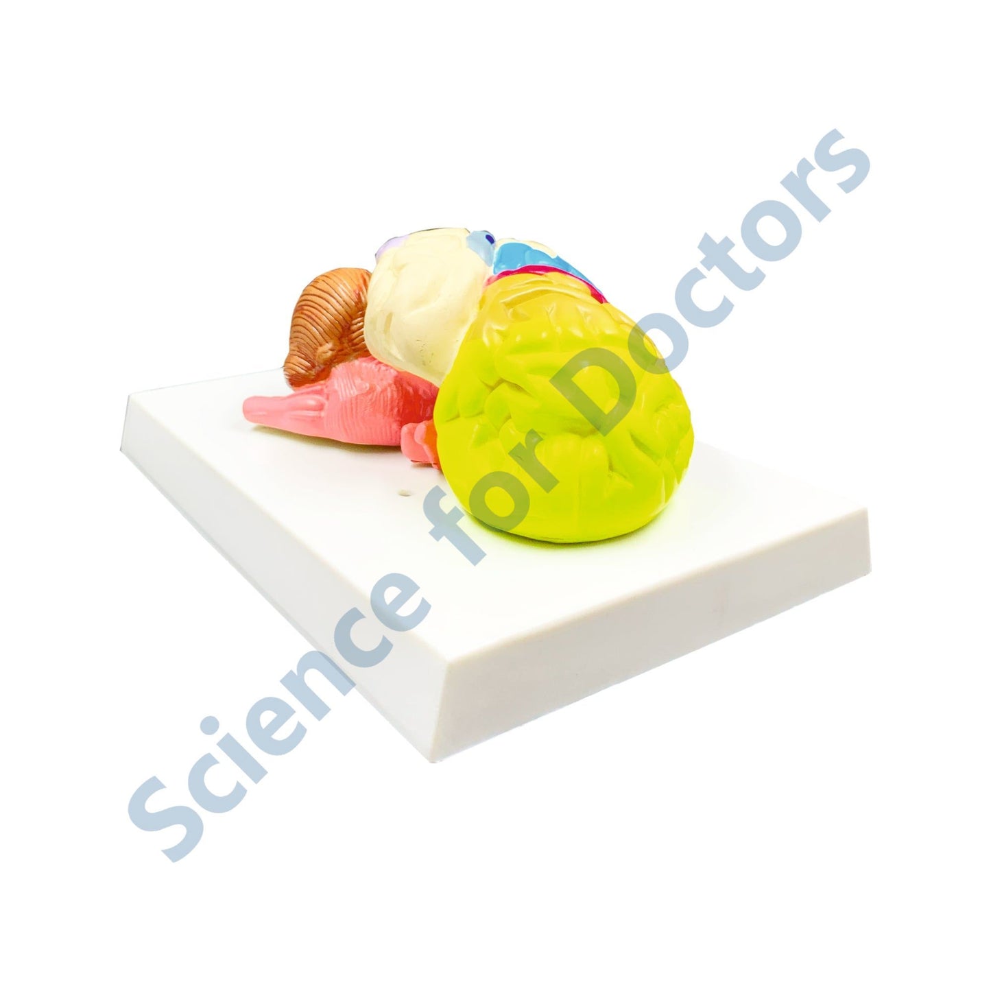 Human Brain: 3D Anatomical Models
