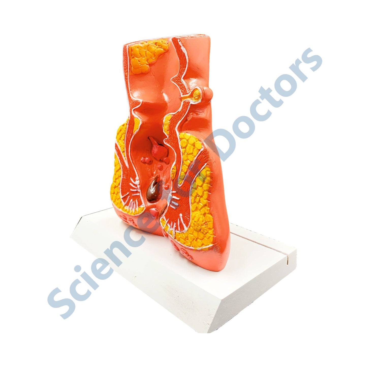 Anus: 3D Anatomical Models