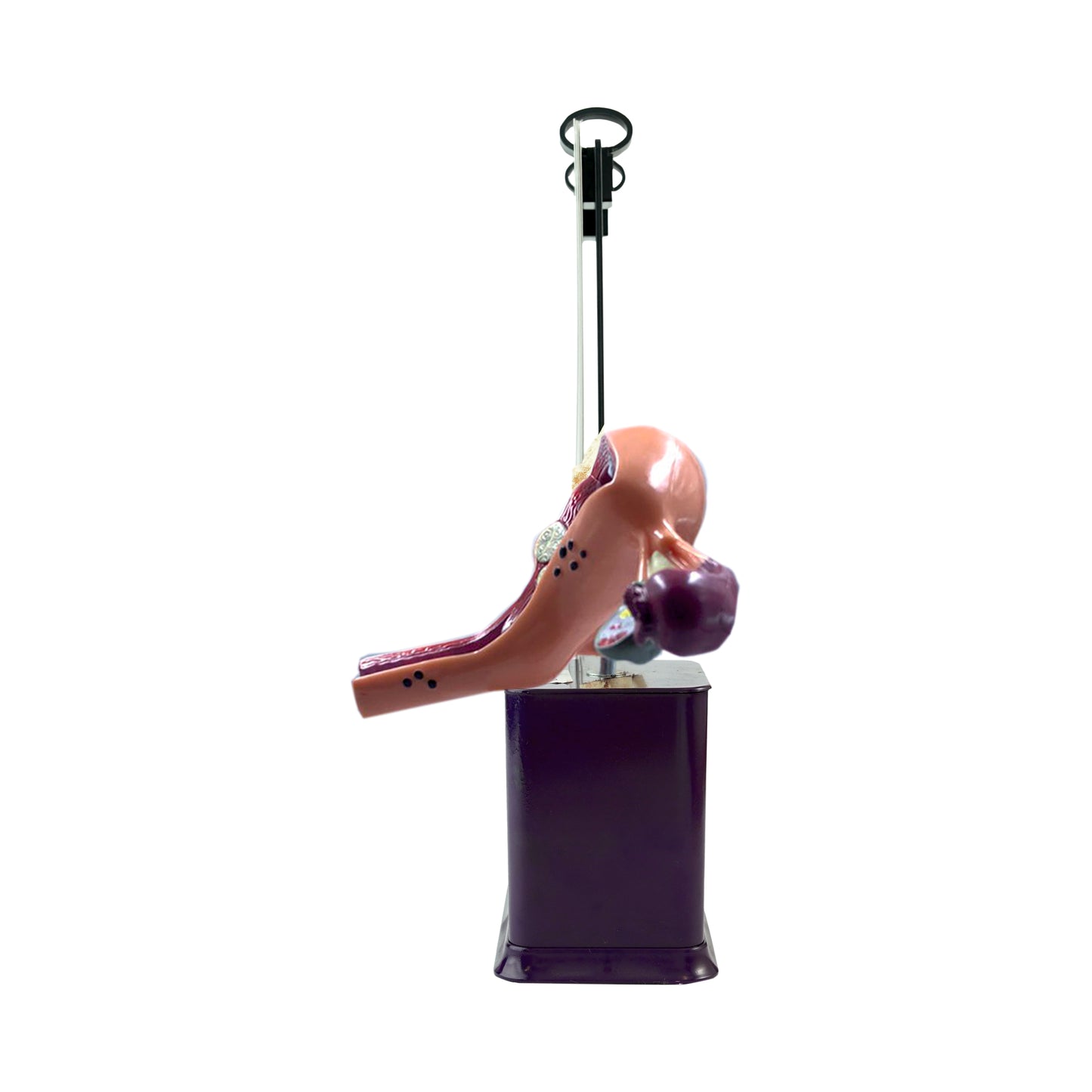 Anatomy of the Female Reproductive System: A4 Flip Wipe with Anatomical Model