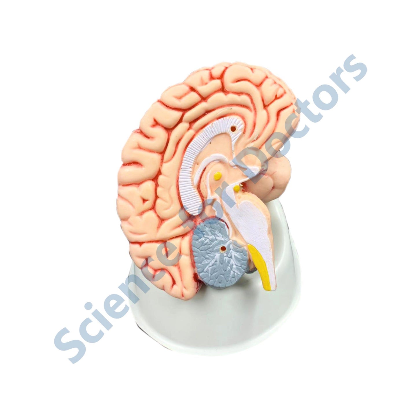 Brain: 3D Anatomical Models