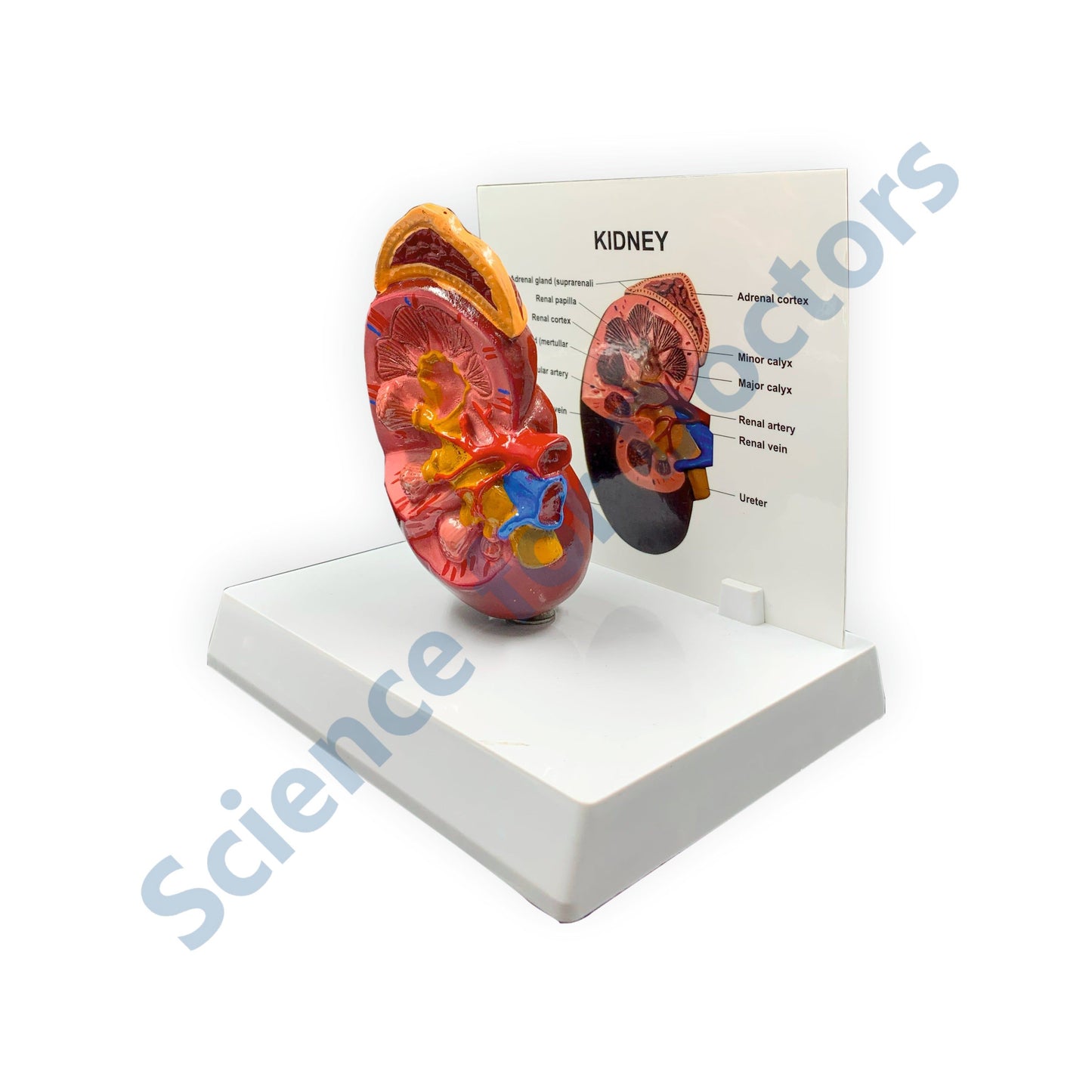Kidney: 3D Anatomical Models