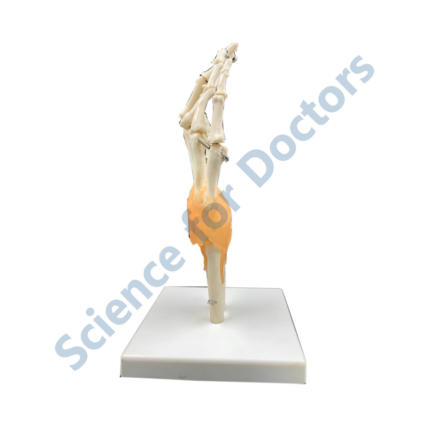Hand: 3D Anatomical Models