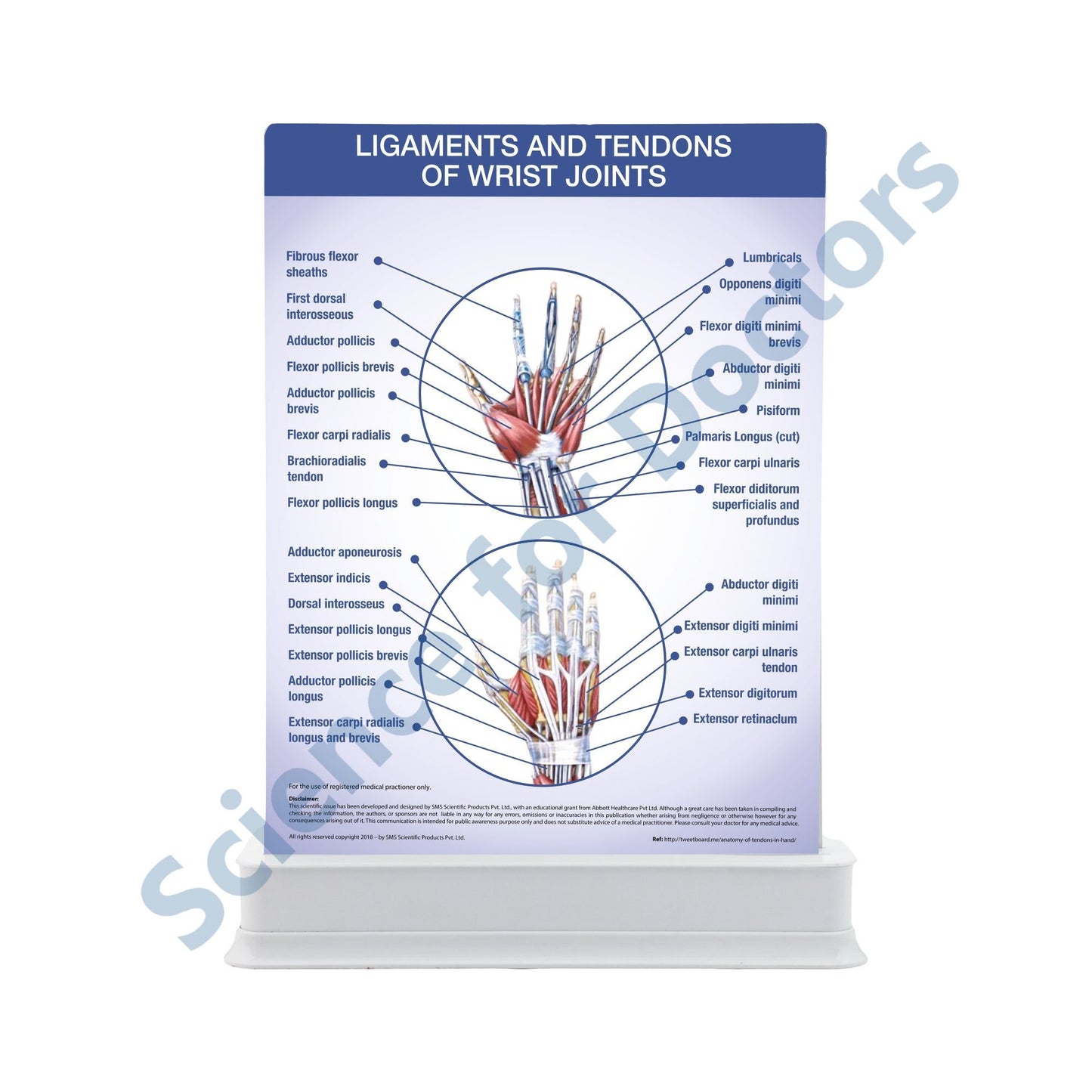 Ligaments and Tendons of Elbow Joints: 1 Slide with Patient Leaflet Tray