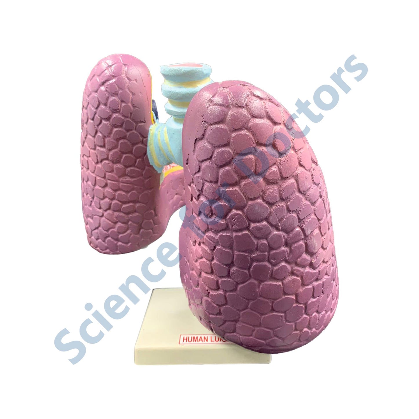 Human Lungs: 3D Anatomical Models