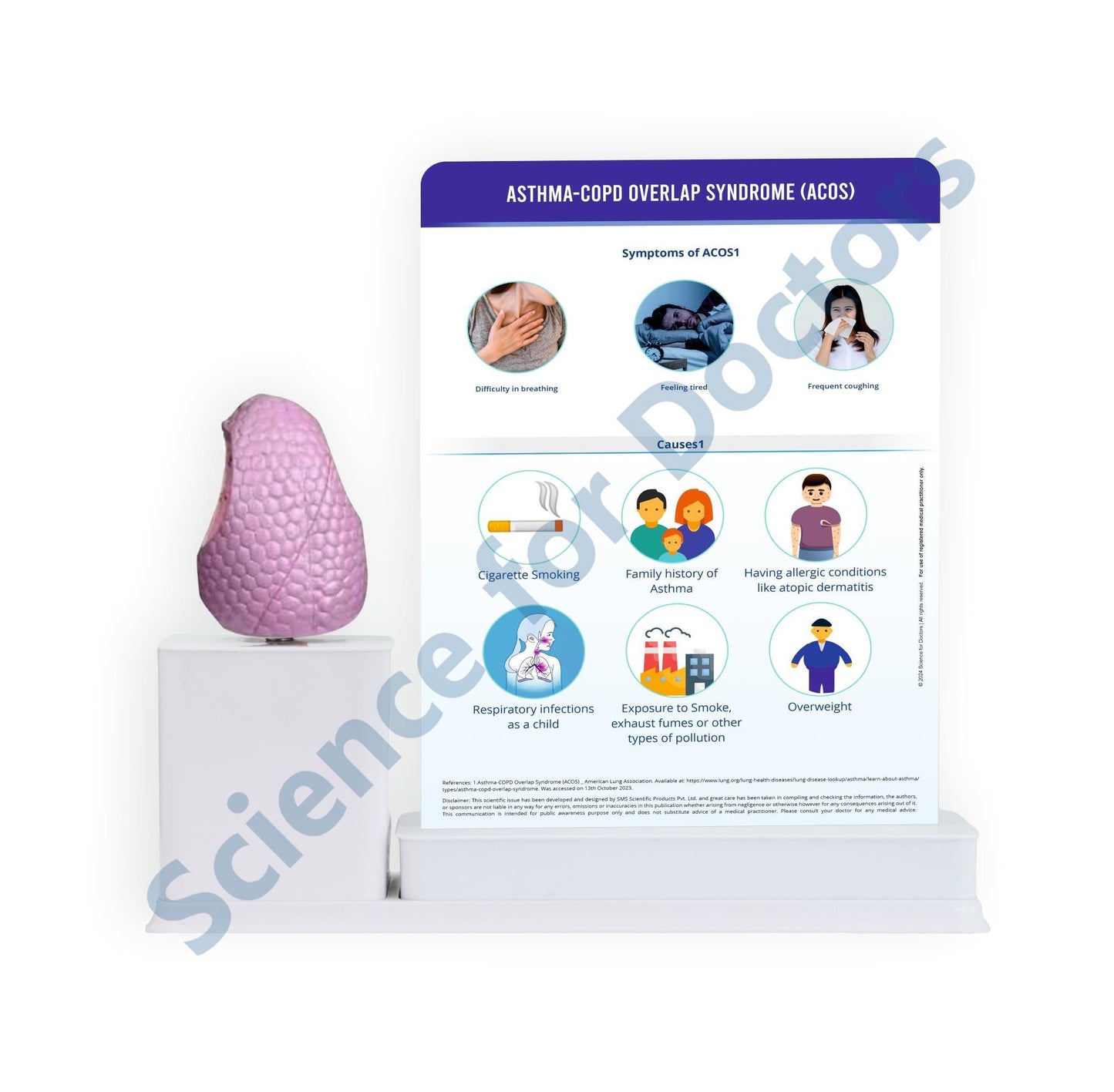 Asthma-COPD Overlap Syndrome (ACOS): 1 Slide write and wipe with anatomical model on stand