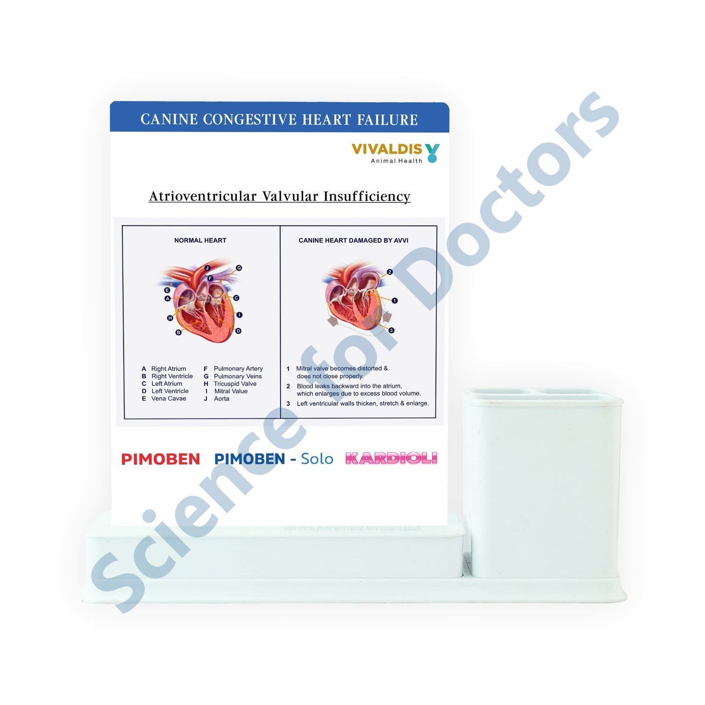 Canine Congestive Heart Failure: 1 Slides Write & Wipe with Stationary Stand