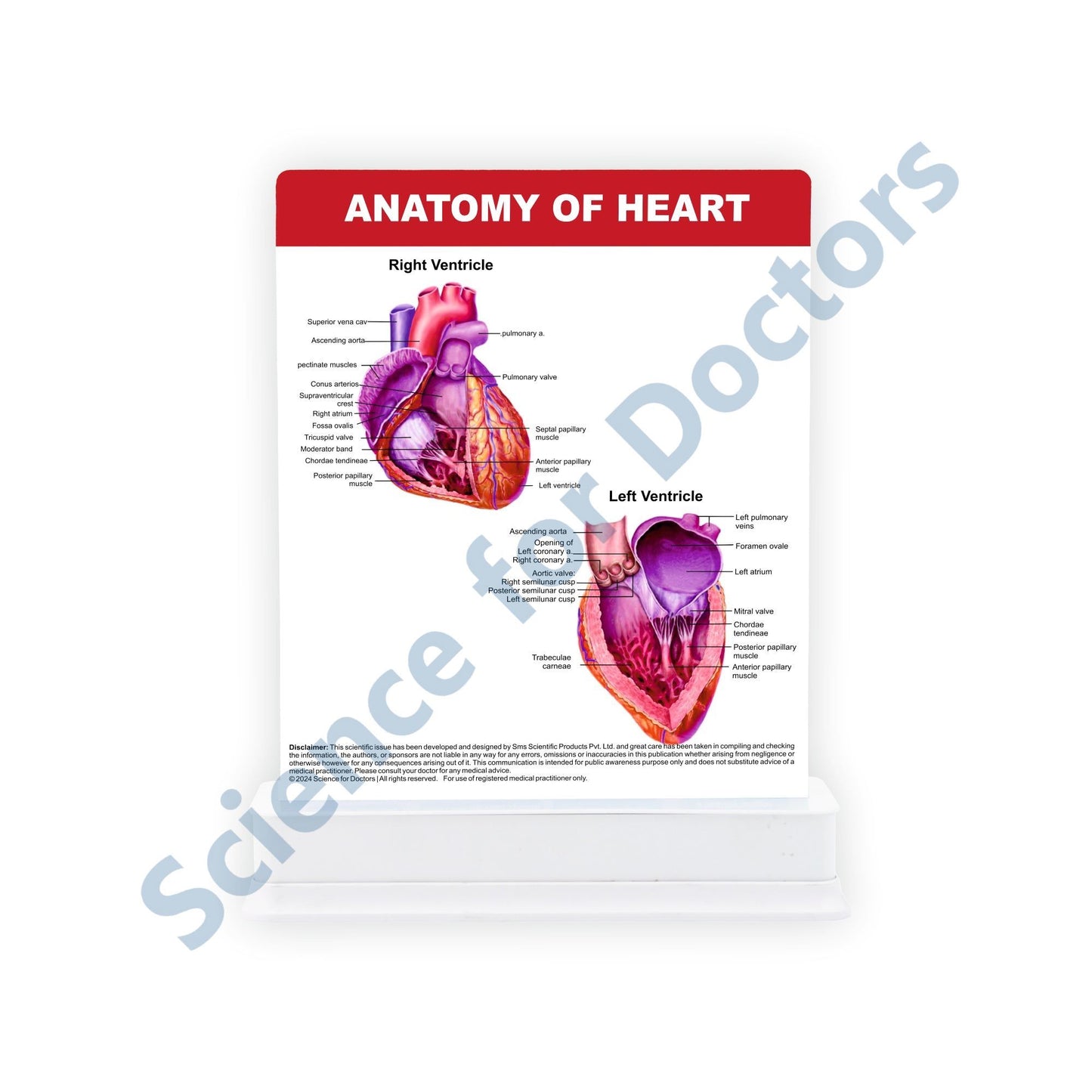 Anatomy of Heart: 1 Slide With Stand