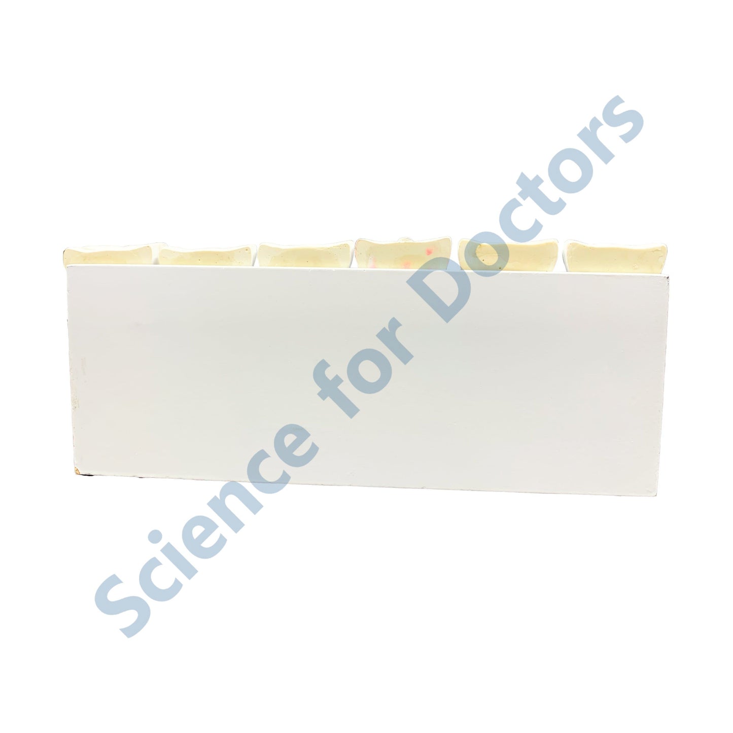 Stages of Root Canal: 3D Anatomical Models