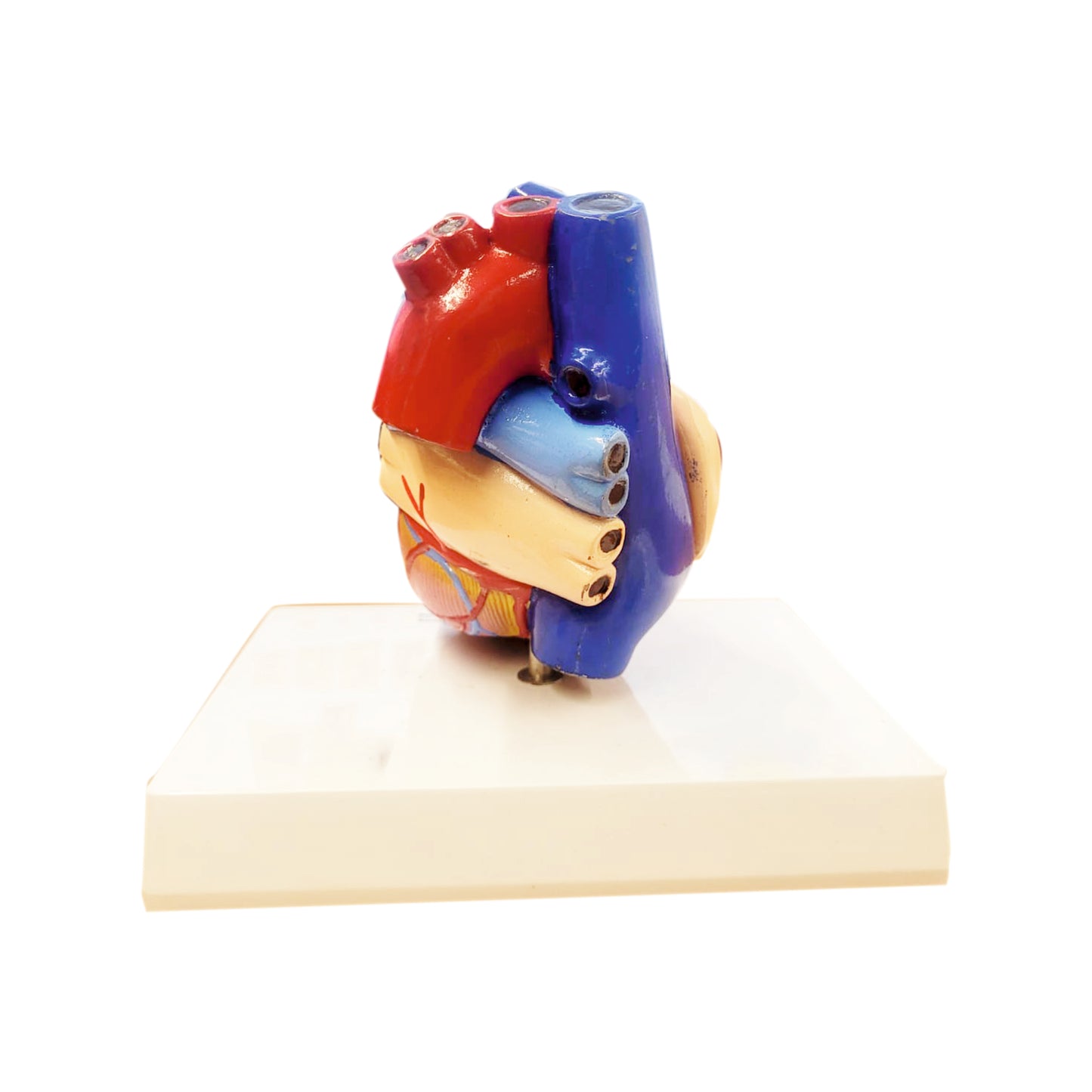 Heart: 3D Anatomical Models_1