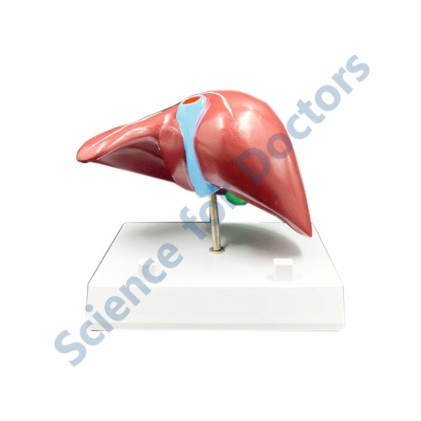 Liver: 3D Anatomical Models