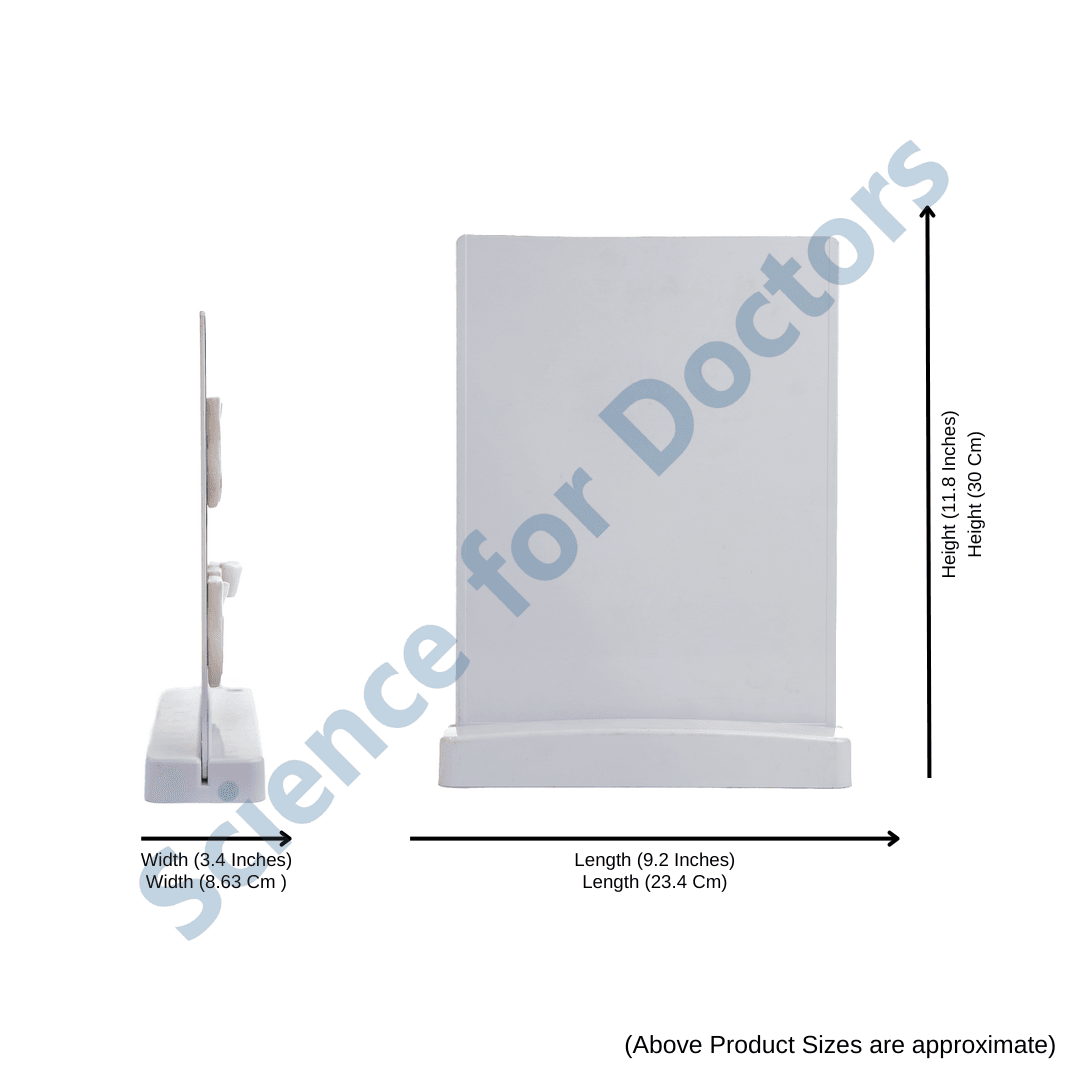 Stages of root canal treatment: 3D Therapy Board On Stand
