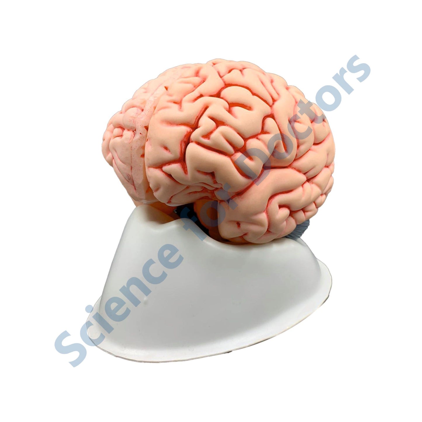Brain: 3D Anatomical Models