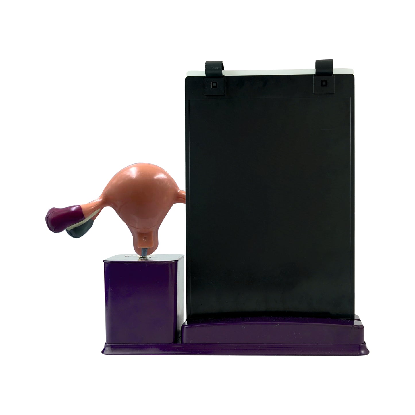 Anatomy of the Female Reproductive System: A4 Flip Wipe with Anatomical Model