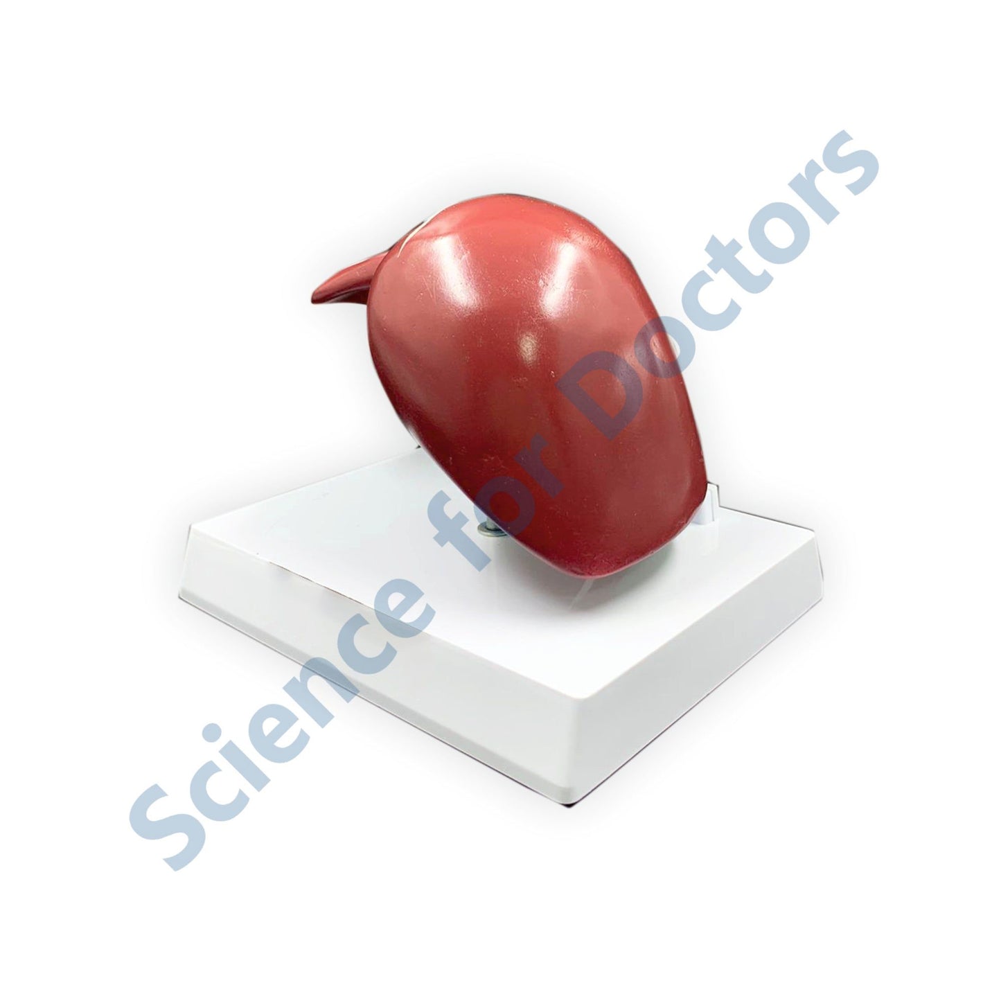 Liver: 3D Anatomical Models