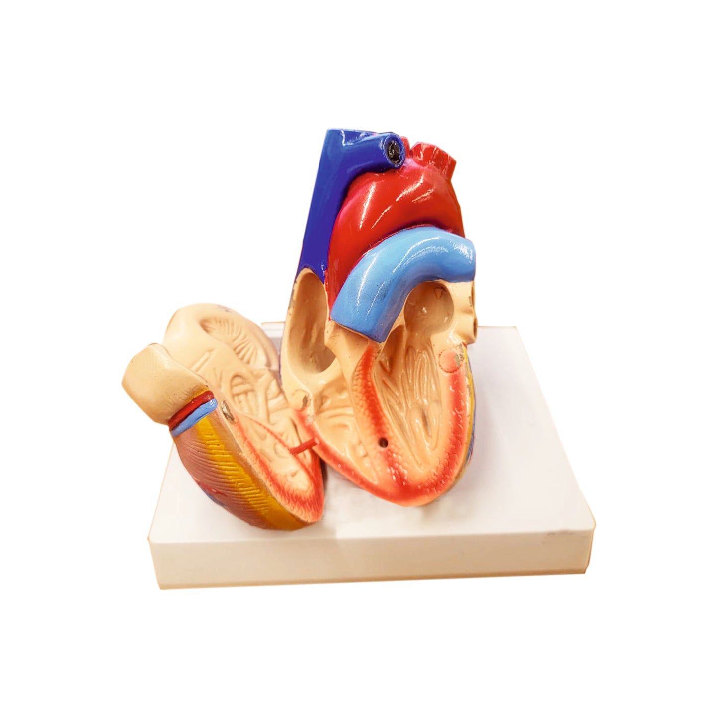Heart: 3D Anatomical Models_1