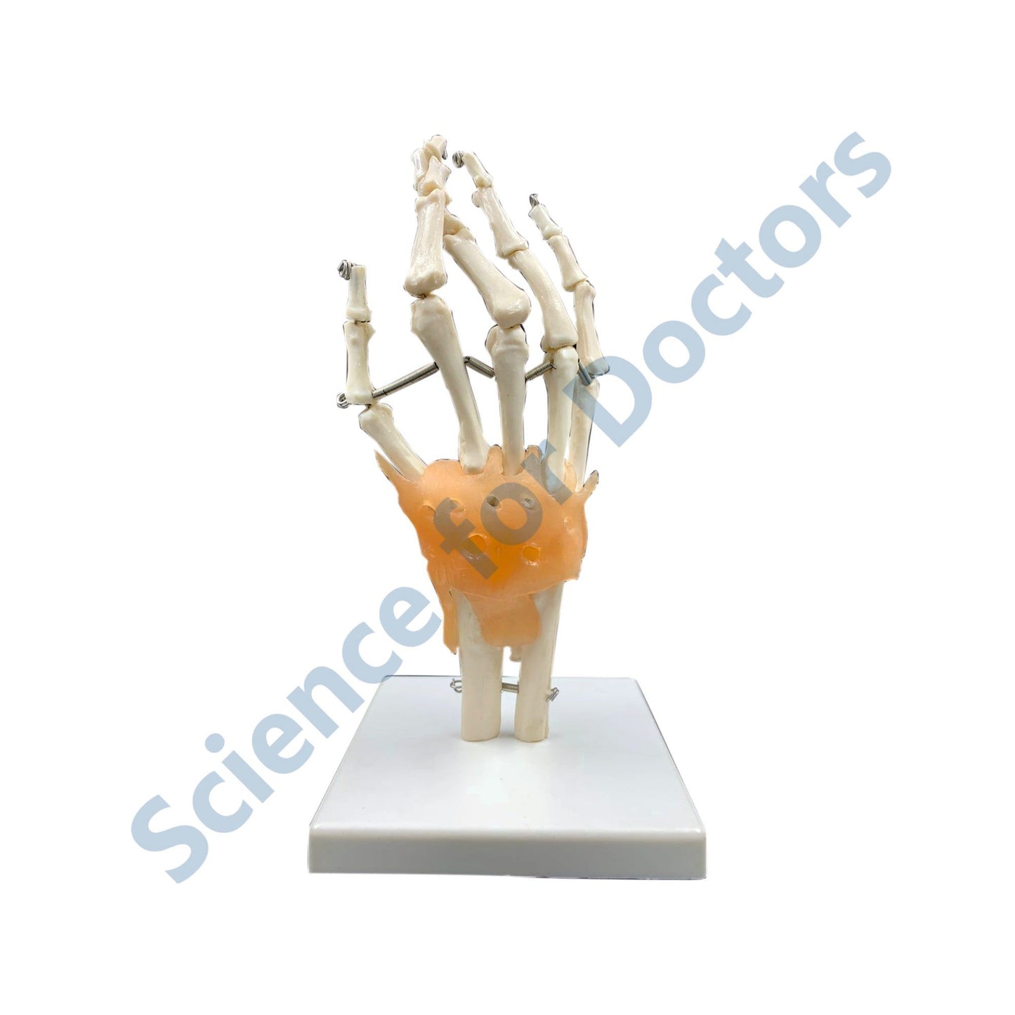 Hand: 3D Anatomical Models