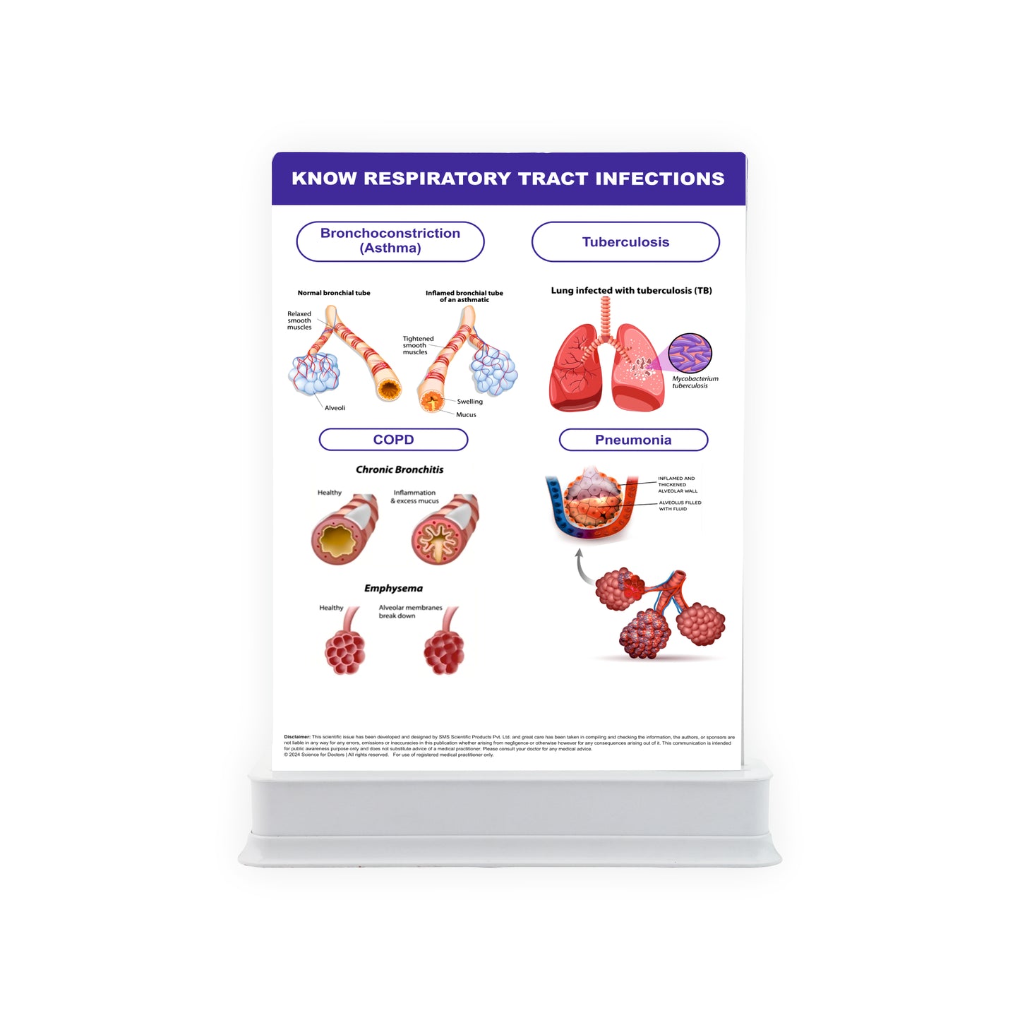 Know Urinary System: 2 Slides With Tray