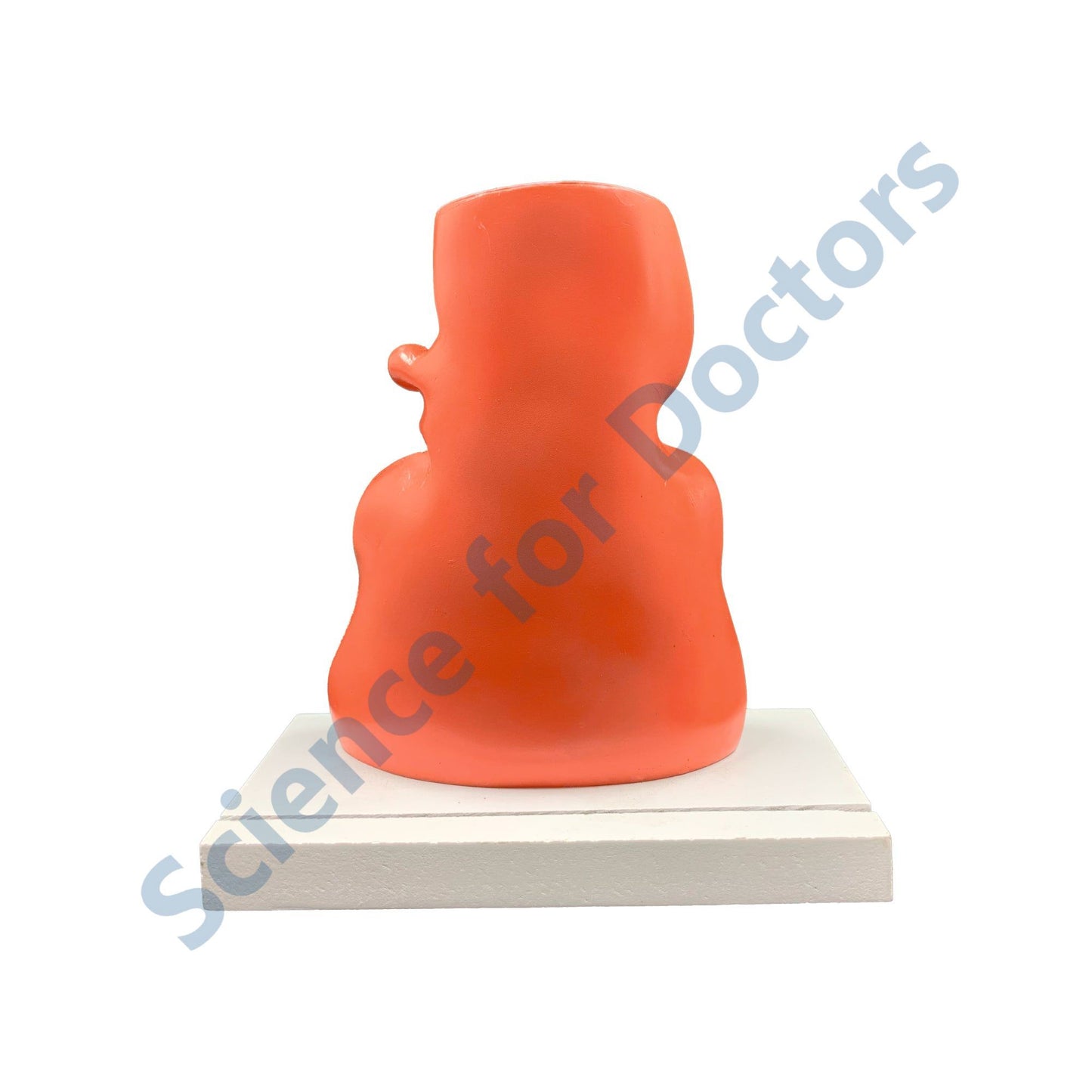 Anus: 3D Anatomical Models