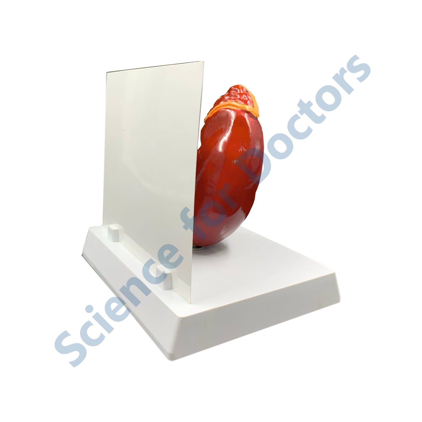 Kidney: 3D Anatomical Models