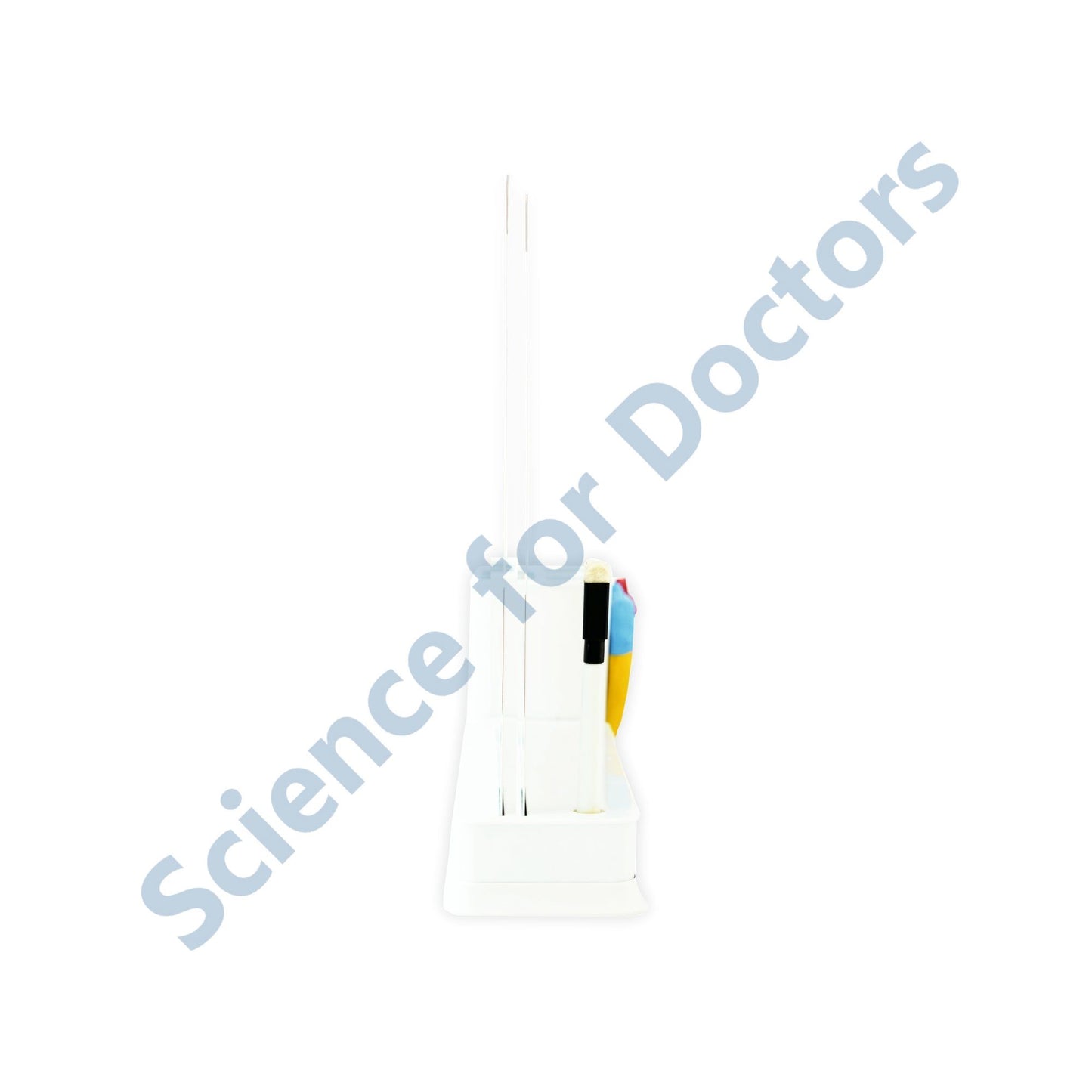 2 slides write & wipe with anatomical model on Stationary Stand - Myocardial Infarction