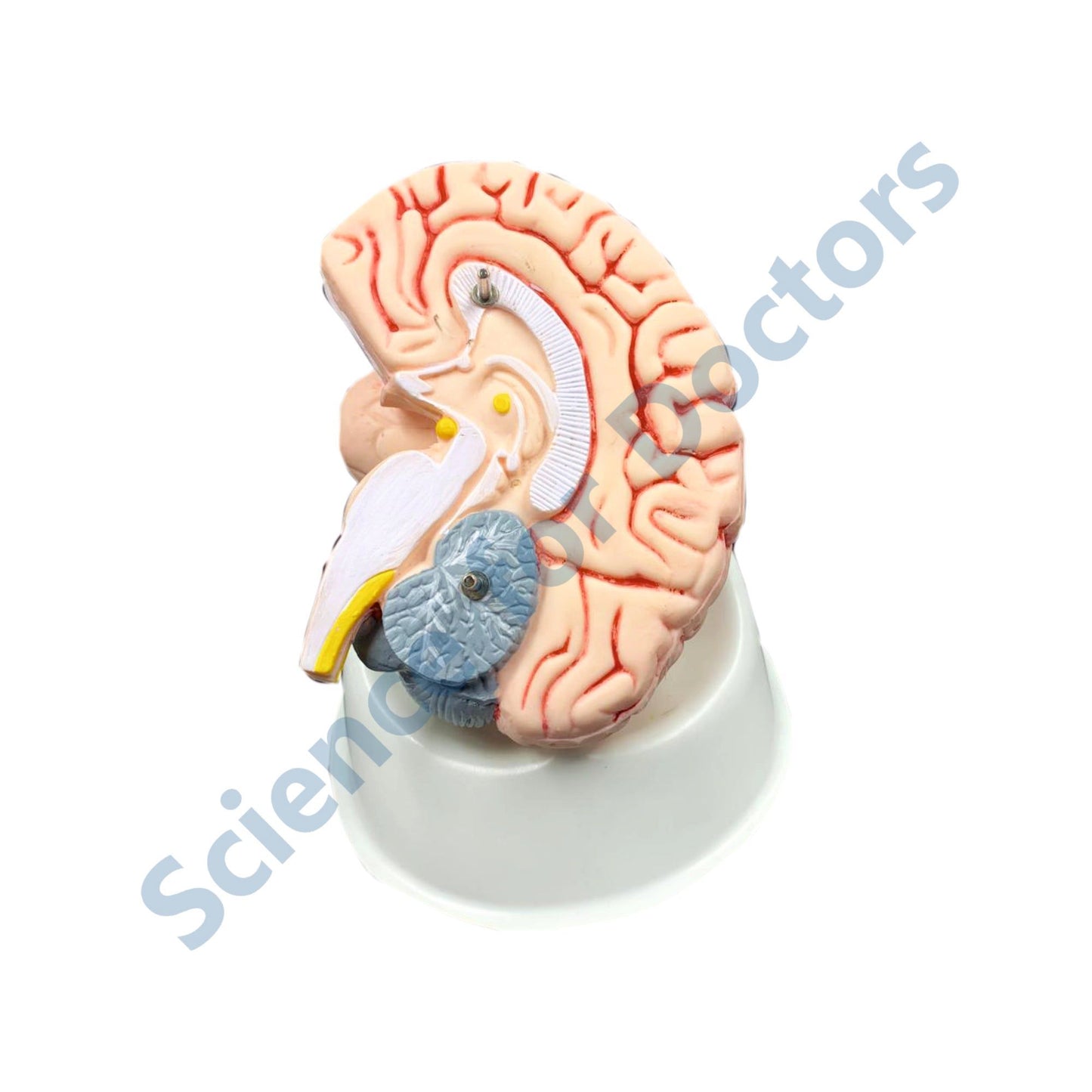 Brain: 3D Anatomical Models