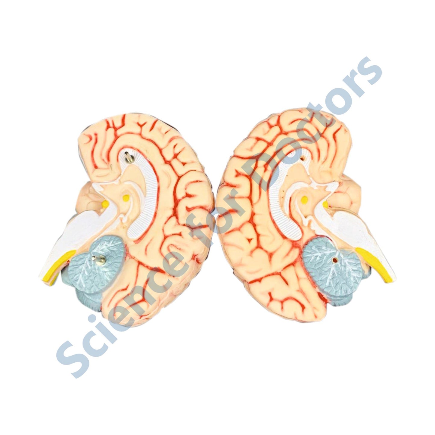 Brain: 3D Anatomical Models
