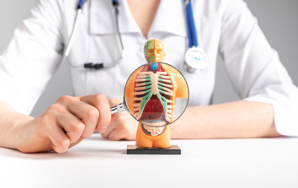 Unlocking the Power of Anatomical Models: A Game Changer for Medical Professionals in India