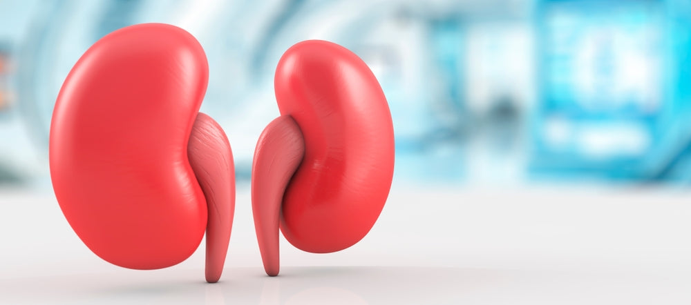 Understanding the Vital Role of Kidneys: A Comprehensive Guide