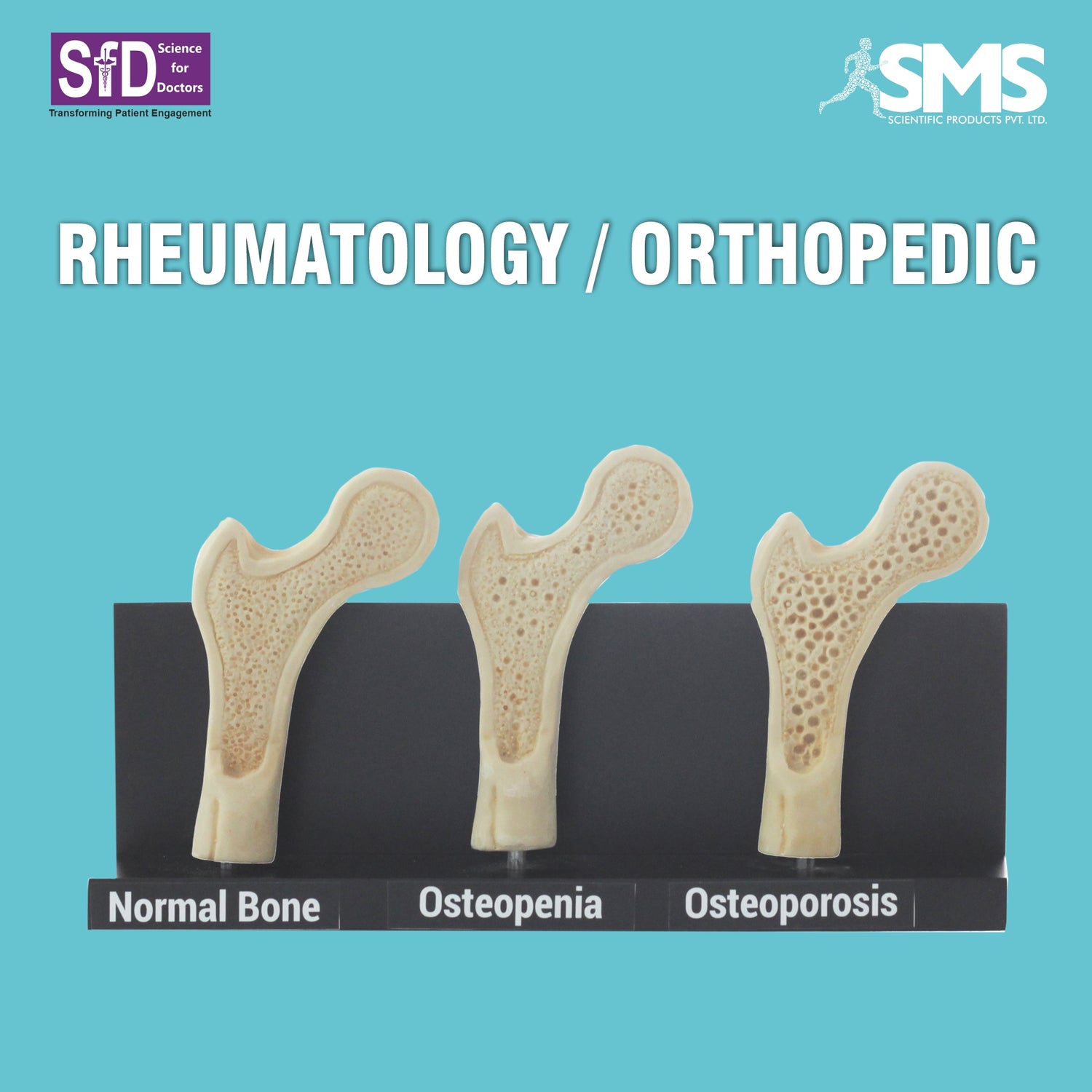 RHEUMATOLOGY / ORTHOPEDIC