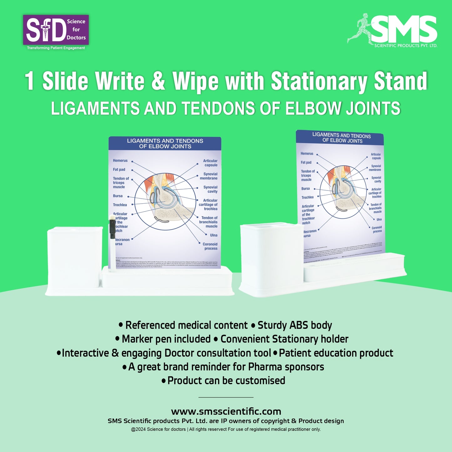 Ligaments and Tendons of Elbow Joints: 1 Slides Write & Wipe with Stationary Stand