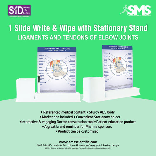 Ligaments and Tendons of Elbow Joints: 1 Slides Write & Wipe with Stationary Stand